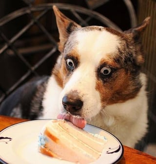 dogCake.jpeg