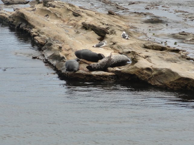 pebble-seals.jpg